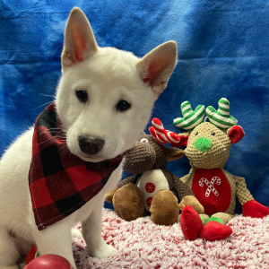 Shiba Inu Puppy Fuji
