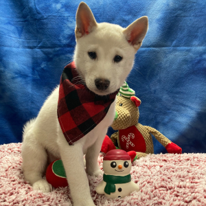 Shiba Inu Puppy Fuji