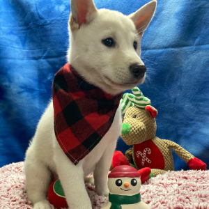 Shiba Inu Puppy Fuji