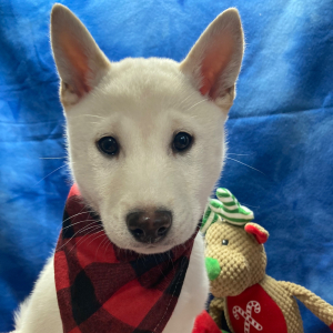 Shiba Inu Puppy Fuji