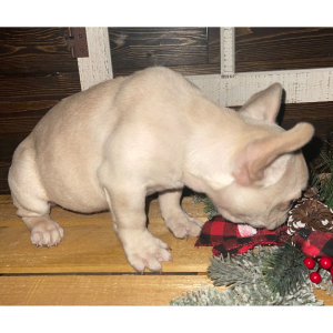 French Bulldog Puppy Lil Bit