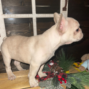 French Bulldog Puppy Lil Bit