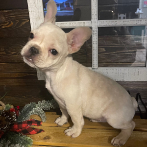 French Bulldog Puppy Lil Bit