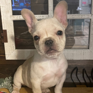 French Bulldog Puppy Lil Bit