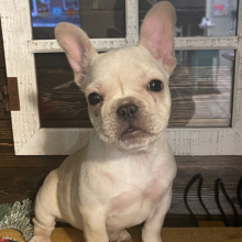 French Bulldog Puppy Lil Bit