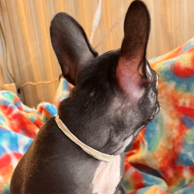 French Bulldog Puppy Sis