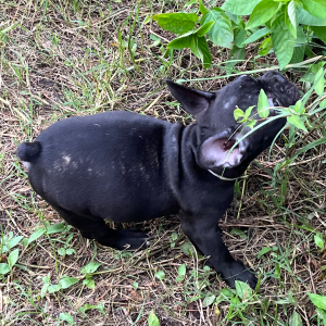French Bulldog Puppy Sis
