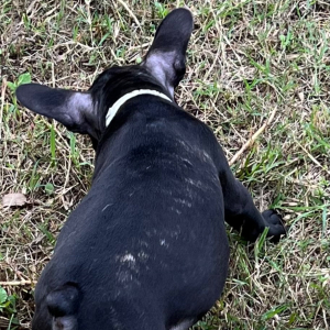 French Bulldog Puppy Sis