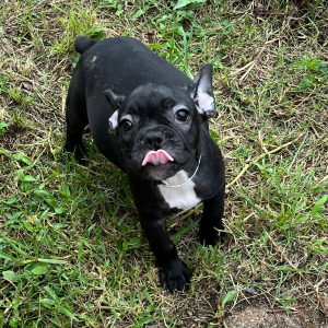 French Bulldog Puppy Sis