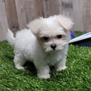Maltese Puppy Paisley