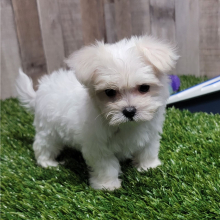 Maltese Puppy Paisley