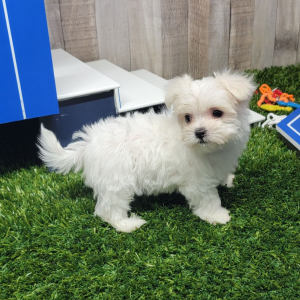 Maltese Puppy Paisley