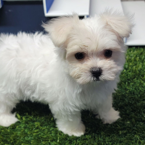 Maltese Puppy Paisley