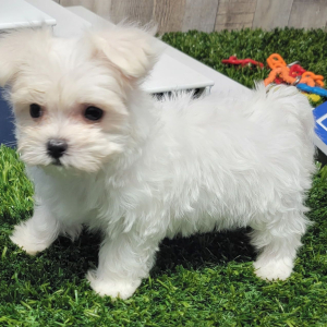 Maltese Puppy Paisley