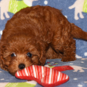 Cavapoo Puppy Candy