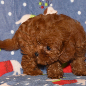 Cavapoo Puppy Candy