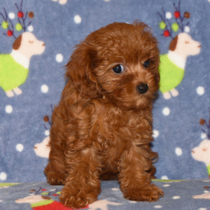 Cavapoo Puppy Candy