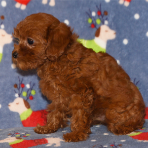 Cavapoo Puppy Candy