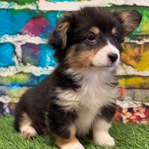 Pembroke Welsh Corgi Puppy Wyatt