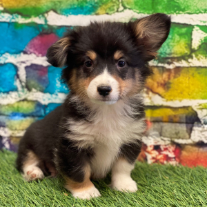 Pembroke Welsh Corgi Puppy Wyatt