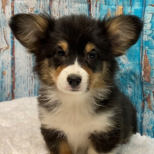 Pembroke Welsh Corgi Puppy Wyatt