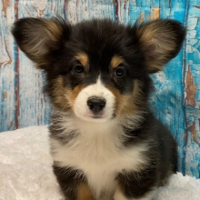 Pembroke Welsh Corgi Puppy Wyatt