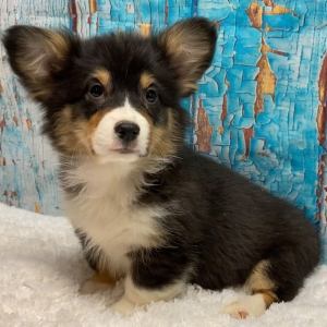 Pembroke Welsh Corgi Puppy Wyatt