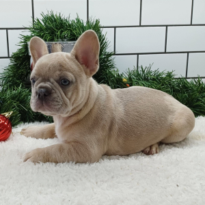 French Bulldog Puppy Bruno