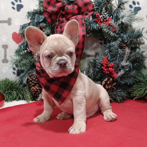 French Bulldog Puppy Bruno