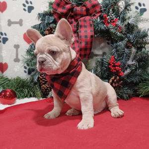 French Bulldog Puppy Bruno