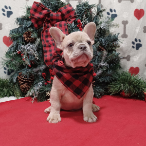 French Bulldog Puppy Bruno