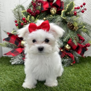 Maltese Puppy Isla