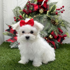 Maltese Puppy Isla
