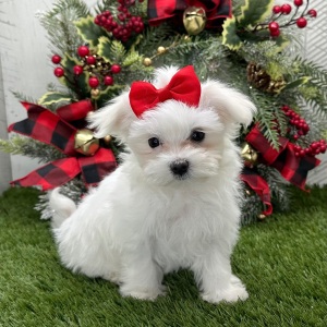 Maltese Puppy Isla