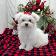 Maltese Puppy Isla