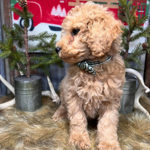 Goldendoodle Puppy Bolt