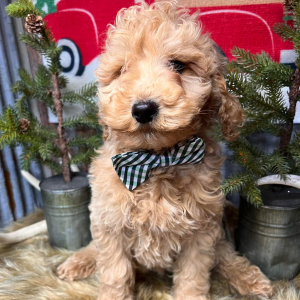 Goldendoodle Puppy Bolt
