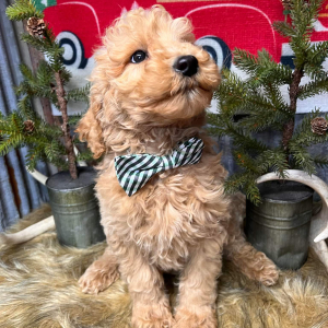 Goldendoodle Puppy Bolt
