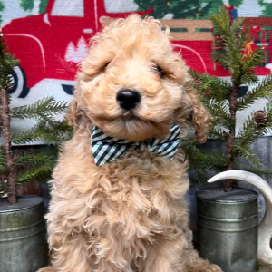 Goldendoodle Puppy Bolt