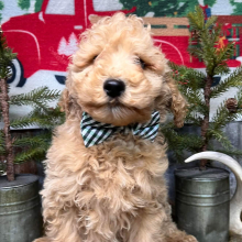 Goldendoodle Puppy Bolt