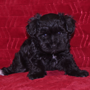 Miniature Schnauzer Puppy Adam