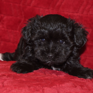 Miniature Schnauzer Puppy Adam