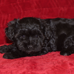 Miniature Schnauzer Puppy Adam