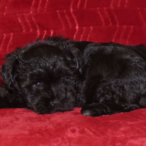 Miniature Schnauzer Puppy Adam