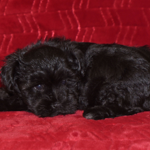 Miniature Schnauzer Puppy Adam
