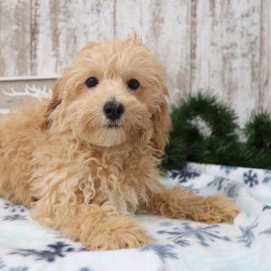 Maltipoo Puppy Wilbur
