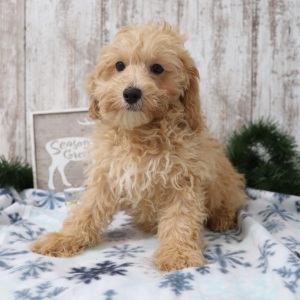 Maltipoo Puppy Wilbur