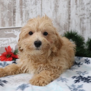 Maltipoo Puppy Wilbur
