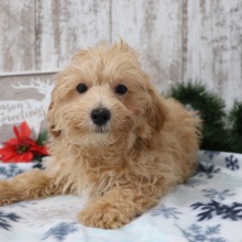 Maltipoo Puppy Wilbur