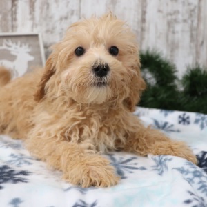 Maltipoo Puppy Wilbur